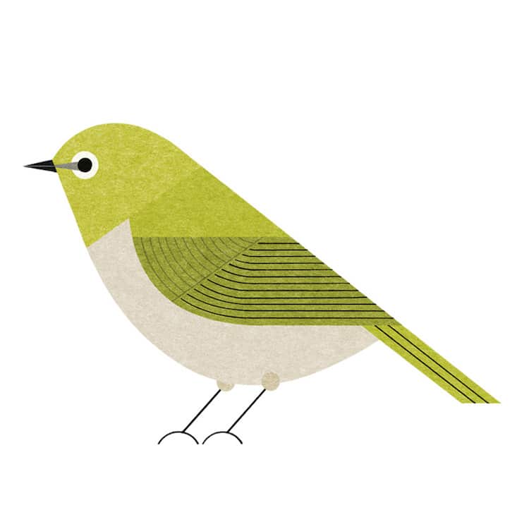 Illustrated Tokyo Bird Book by Ryo Takemasa