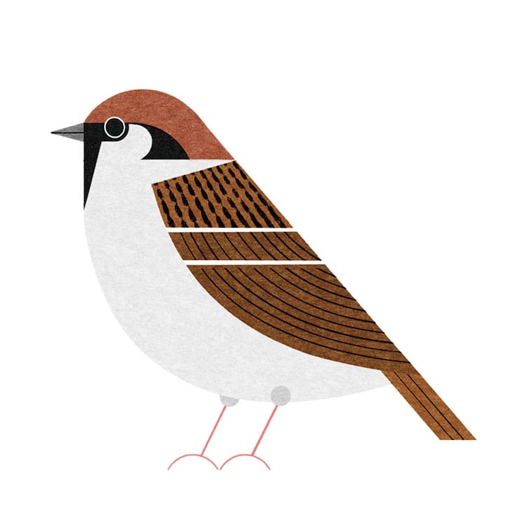 Illustrated Tokyo Bird Book by Ryo Takemasa