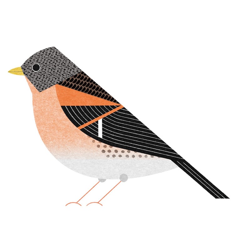 Illustrated Tokyo Bird Book by Ryo Takemasa