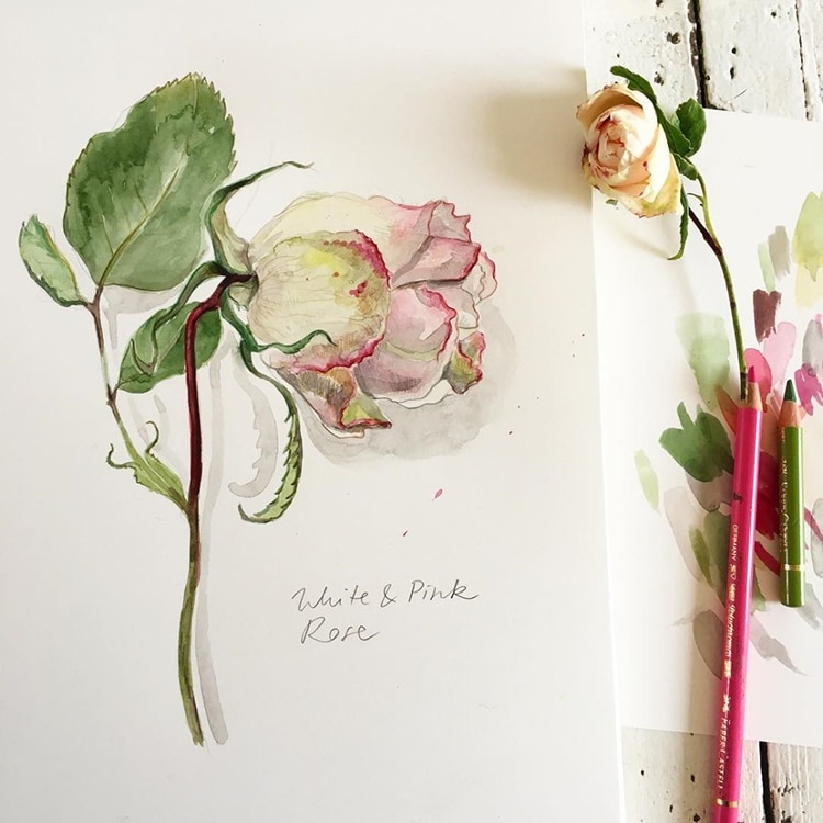 Botanical Illustrations by Somang Lee