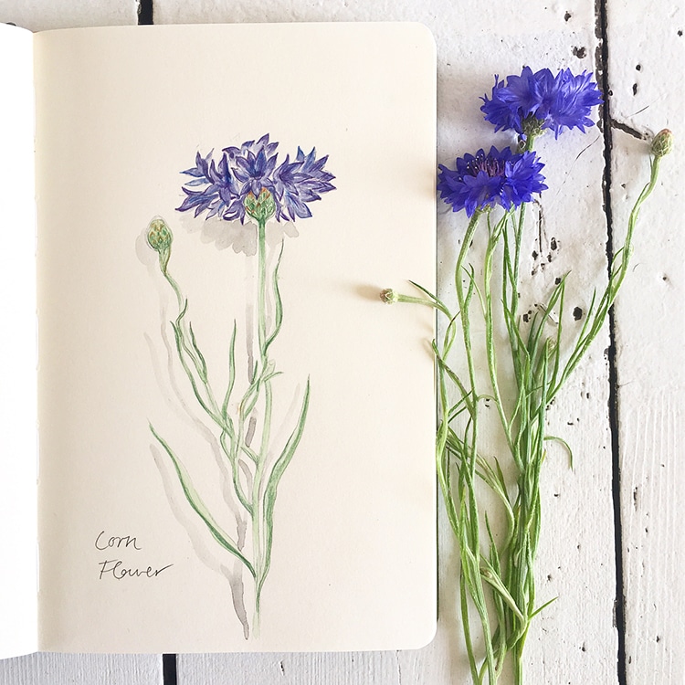 Botanical Illustrations by Somang Lee