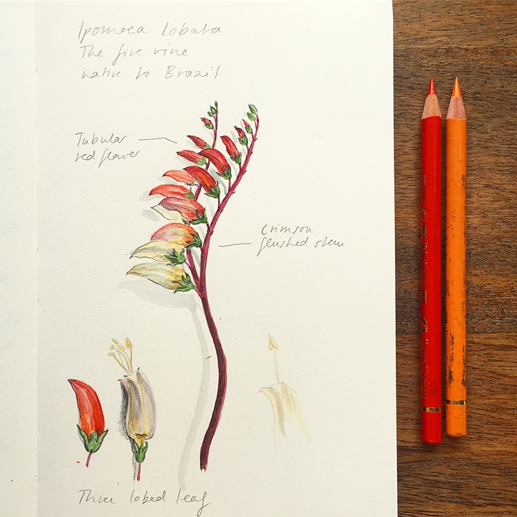 Botanical Illustrations by Somang Lee