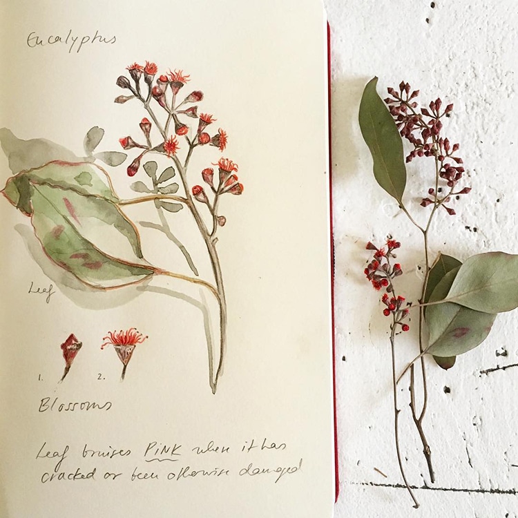 Botanical Illustrations by Somang Lee