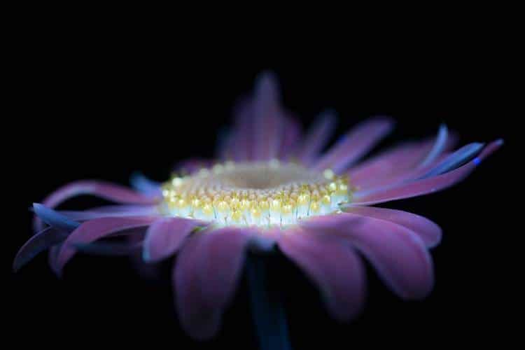 UV Flowers UV Photography Ultraviolet Photography Craig Burrows