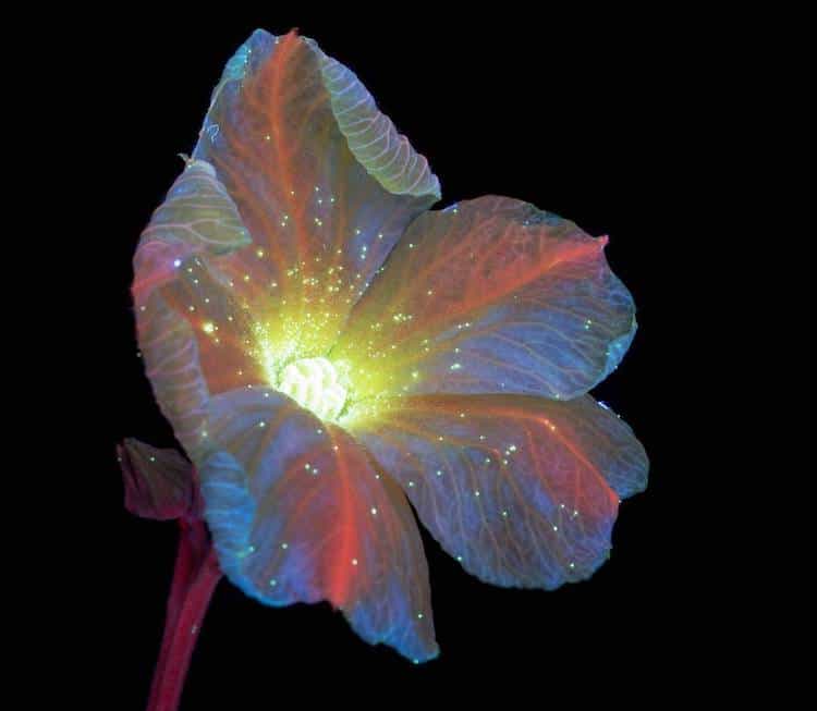 UV Flowers UV Photography Ultraviolet Photography Craig Burrows
