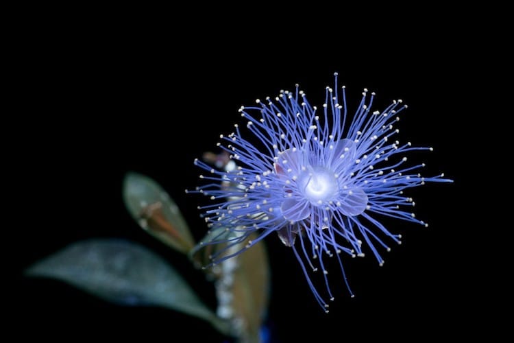 UV Flowers UV Photography Ultraviolet Photography Craig Burrows