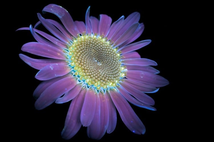 UV Flowers UV Photography Ultraviolet Photography Craig Burrows