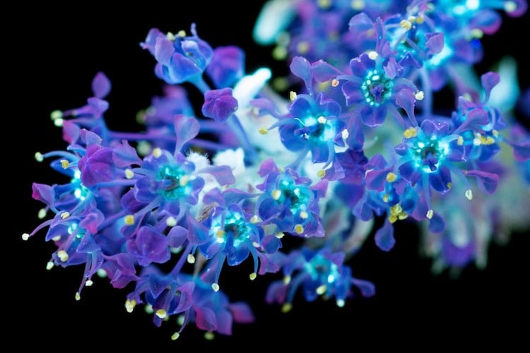 UV Flowers UV Photography Ultraviolet Photography Craig Burrows