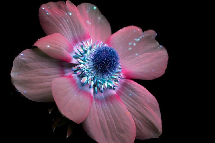 UV Flowers UV Photography Ultraviolet Photography Craig Burrows