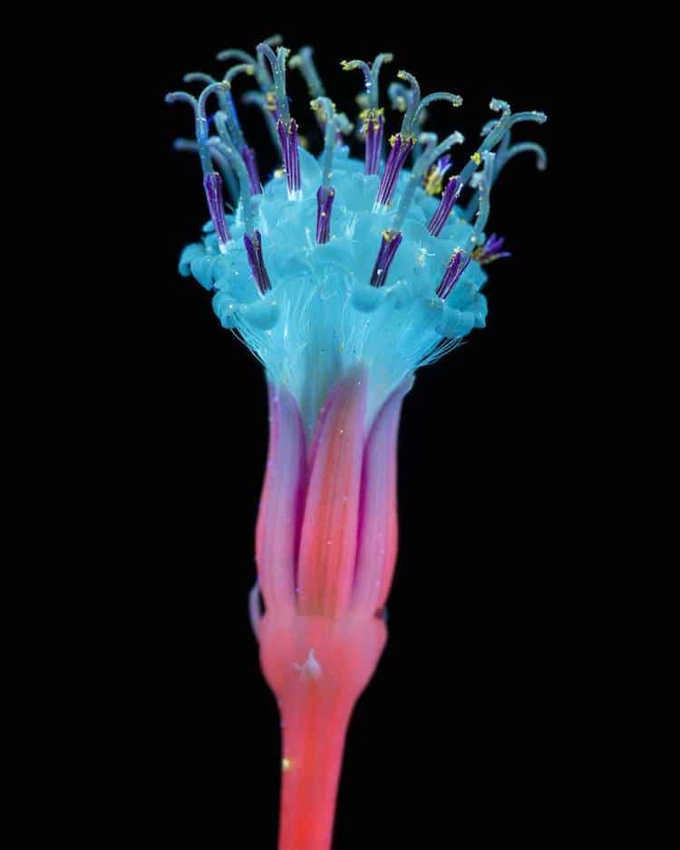 UV Flowers UV Photography Ultraviolet Photography Craig Burrows