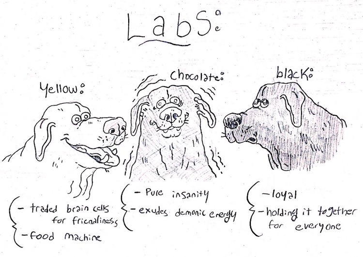 Illustrator Draws Hilarious Guide to Different Dog Breeds