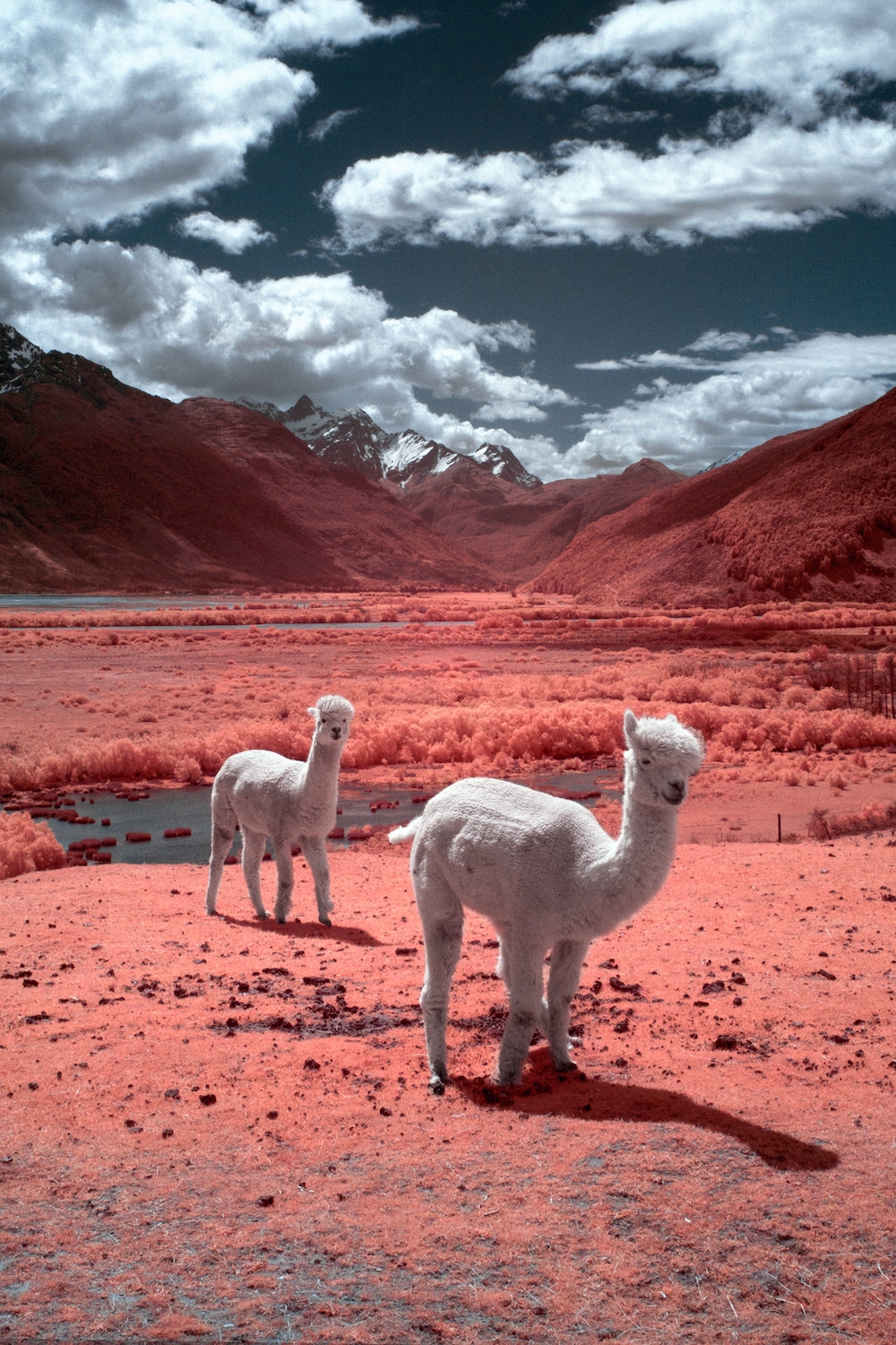 Infrared Photography Infrared Camera Pink Landscape New Zealand Vacation Paul Hoi
