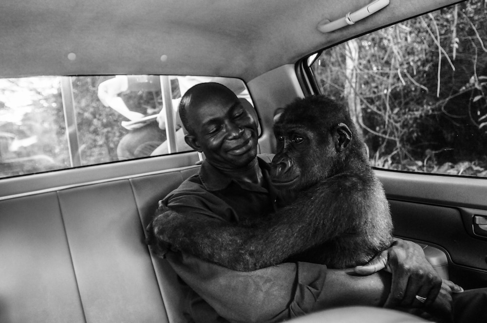 Pikin and Appolinaire Jo-Anne McArthur Wildlife Photographer of the Year