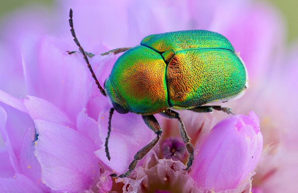 Interview: Close-Up Photos of Insects Looking Like Aliens Straight Out ...