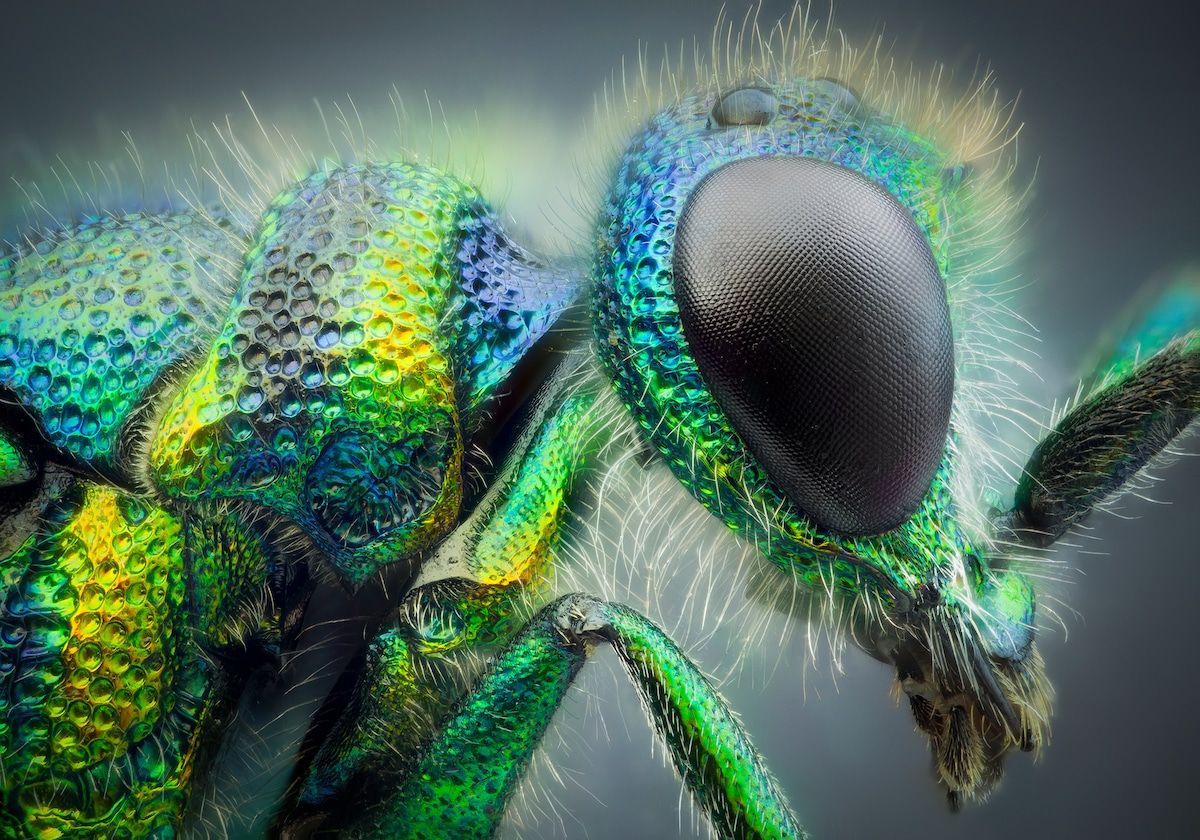 Insect Photography by John Hallmén
