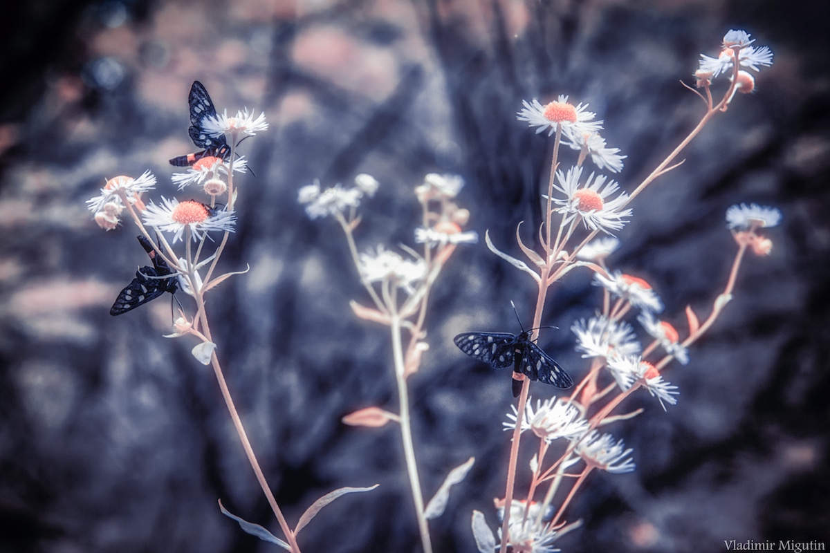 Chernobyl Exclusion Zone - Infrared Photography by Vladimir Migutin for Kolari Vision