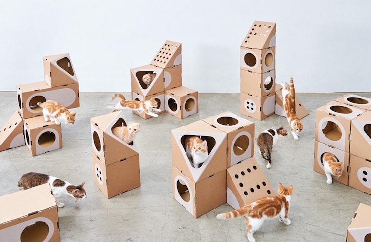 Cardboard Cat Toys