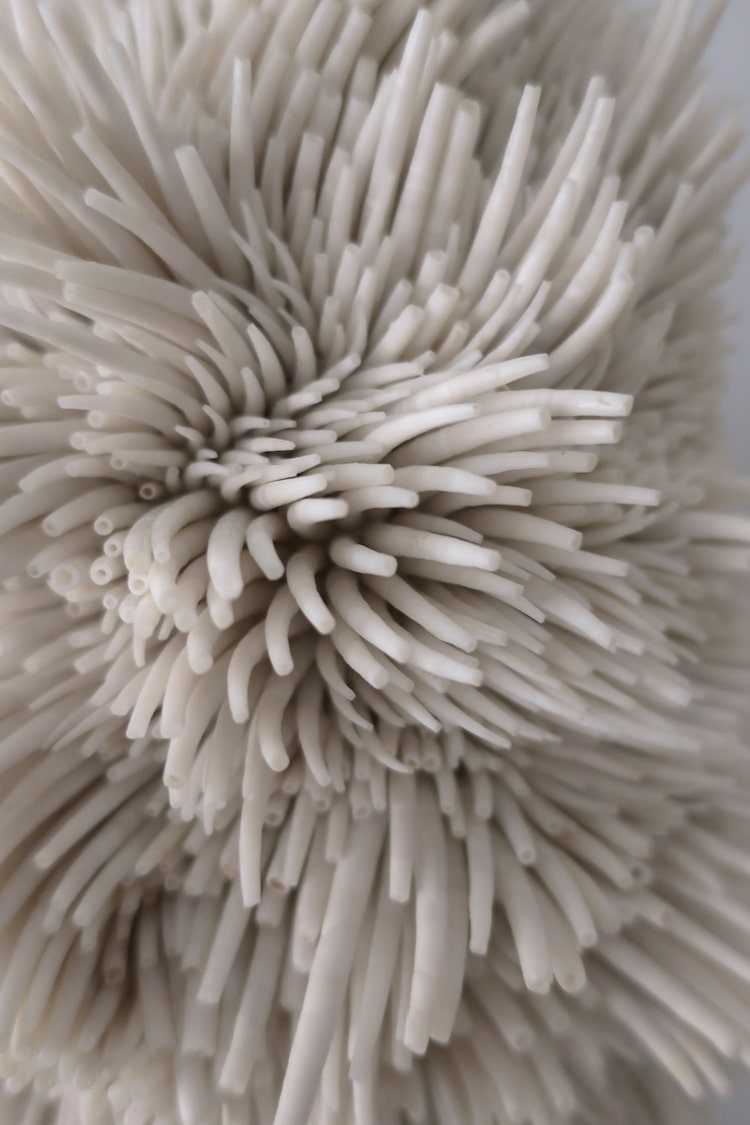 Sculture di conchiglie di Rowan Mersh