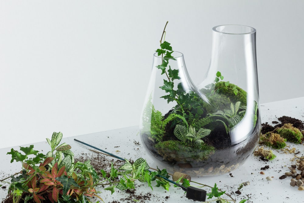 Plant Glass Terrarium by Tom Dixon