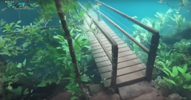 Recanto Ecológico Rio de la Plata Underwater Park Underwater Bridge Crystal Clear Water