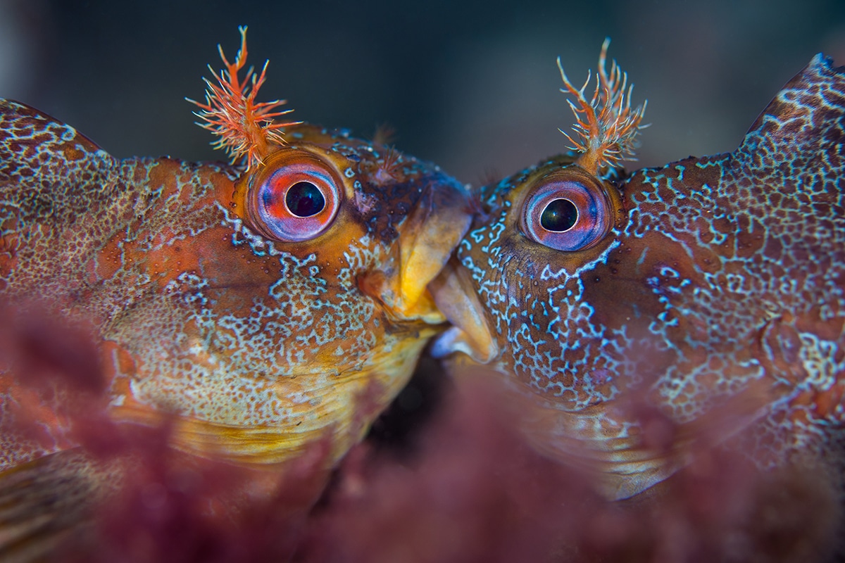 Underwater Photography Winners 2018