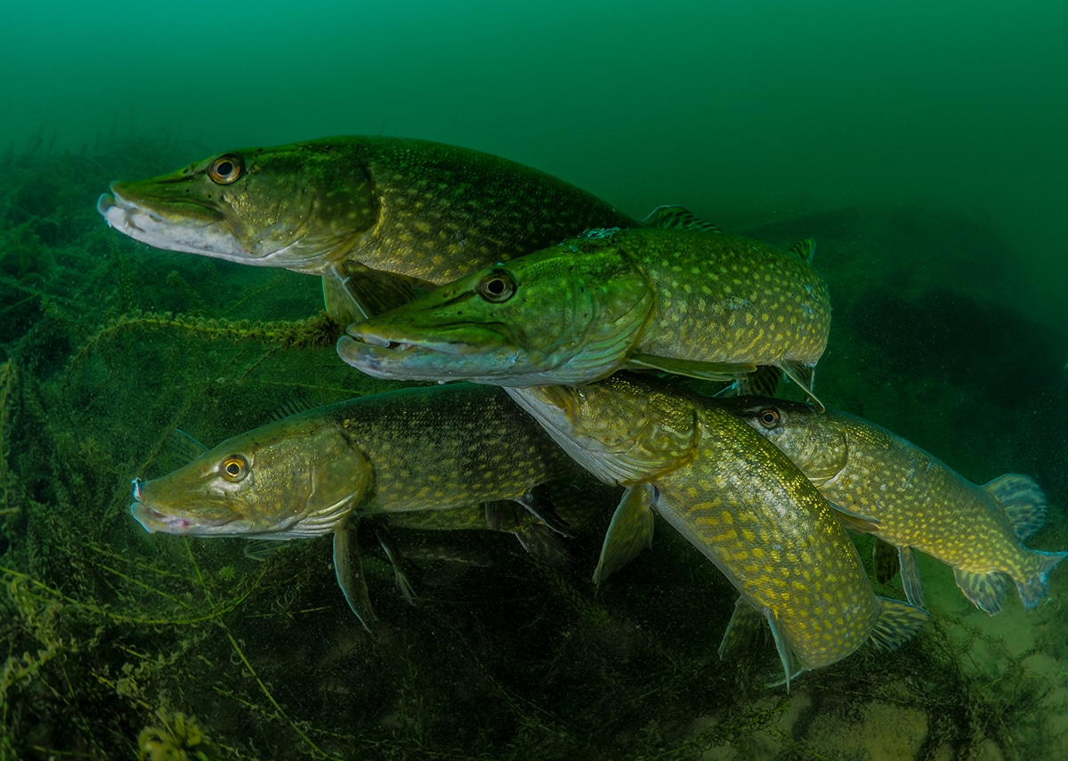 Underwater Photography Winners 2018