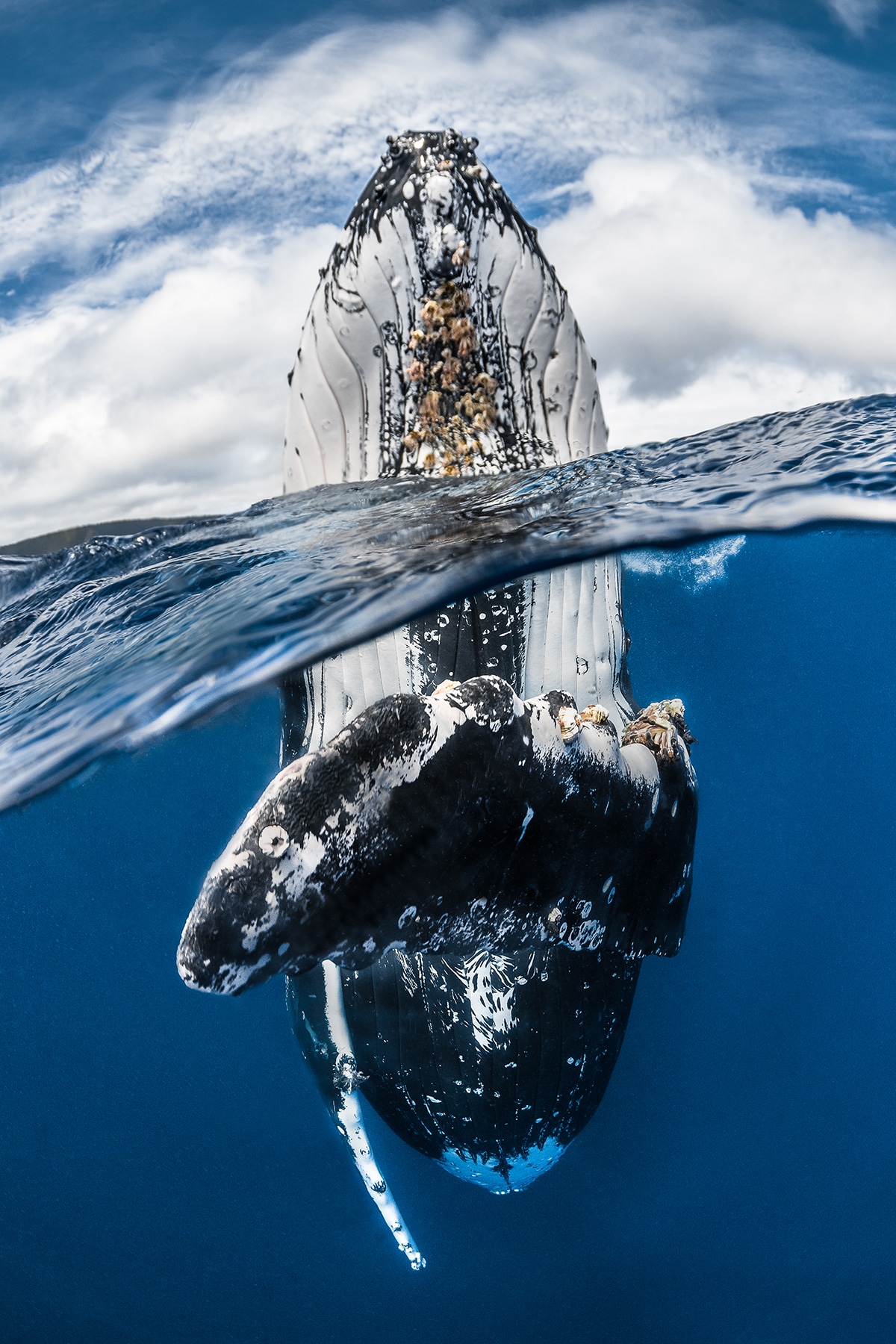 Underwater Photography Winners 2018