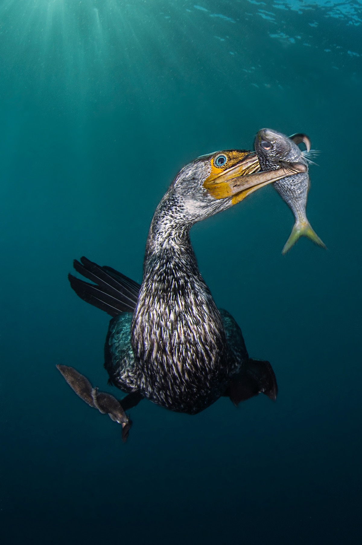 Underwater Photography Winners 2018