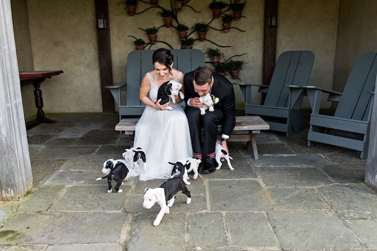 Puppies in Wedding