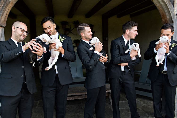 Rescue Animals in Wedding Photographed by Rebecca Lynne Photography