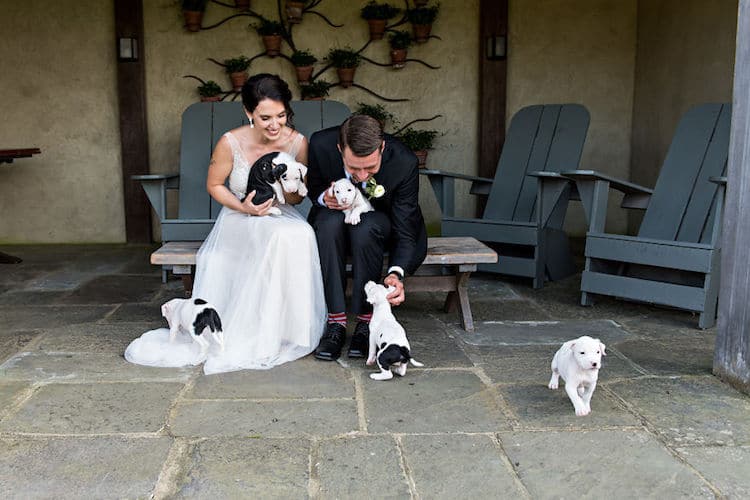 Wedding with Puppies Photographed by Rebecca Lynne Photography