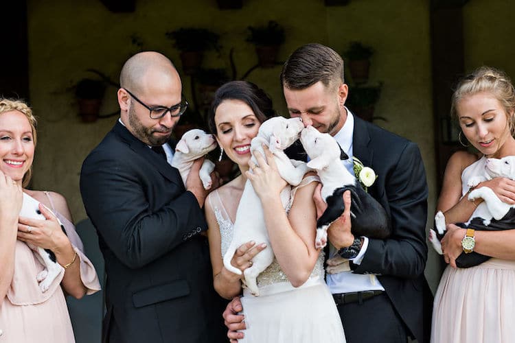 Puppies in Wedding