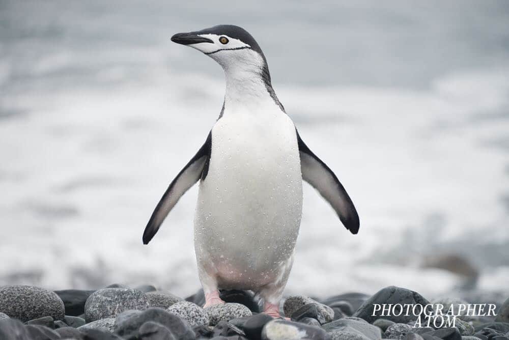 Chinstrap Penguin Picture