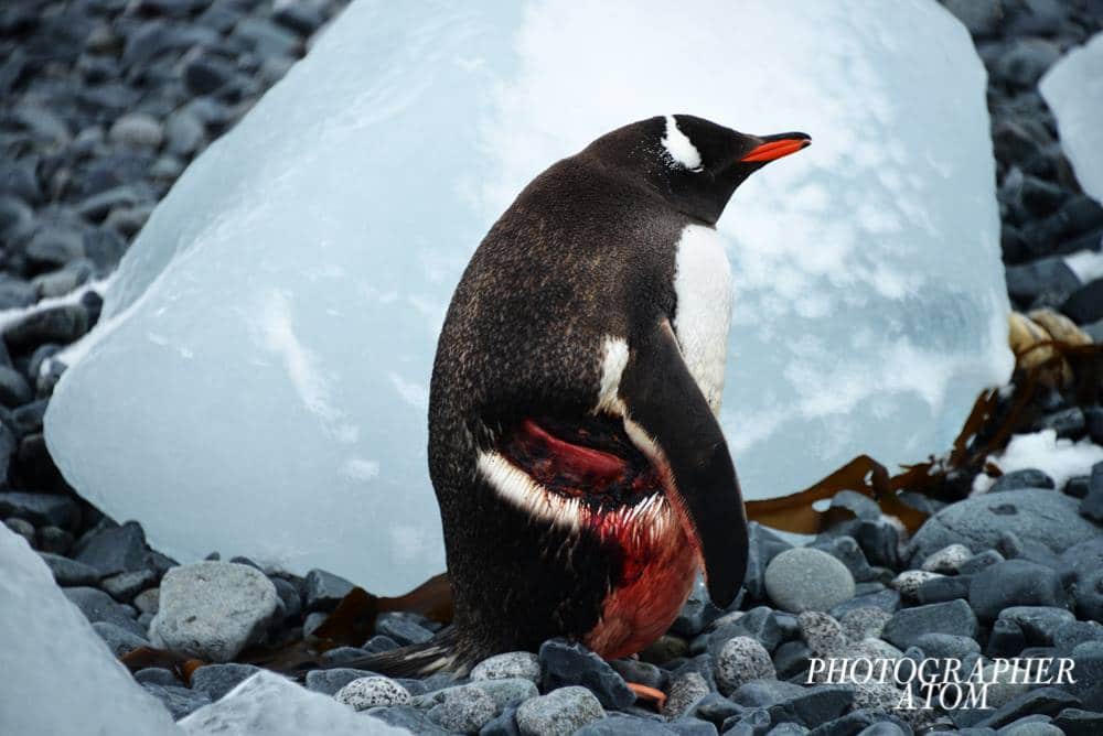 Gentoo Penguin in Antarctica by ATOM Photographer