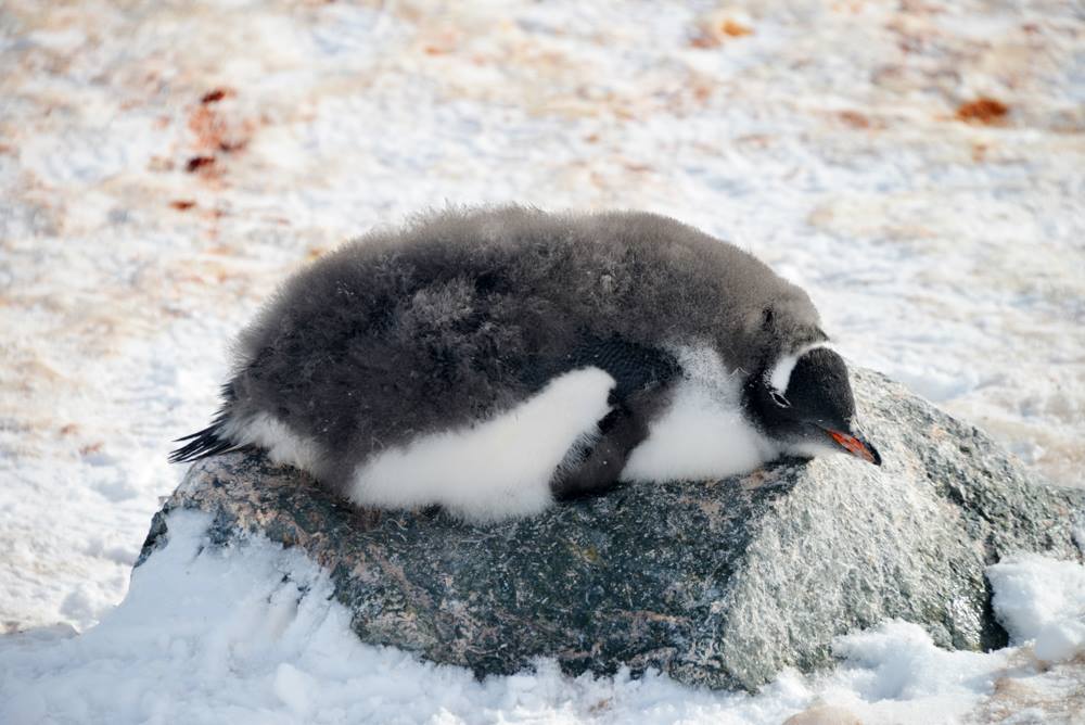 Baby Penguin in Antarctica