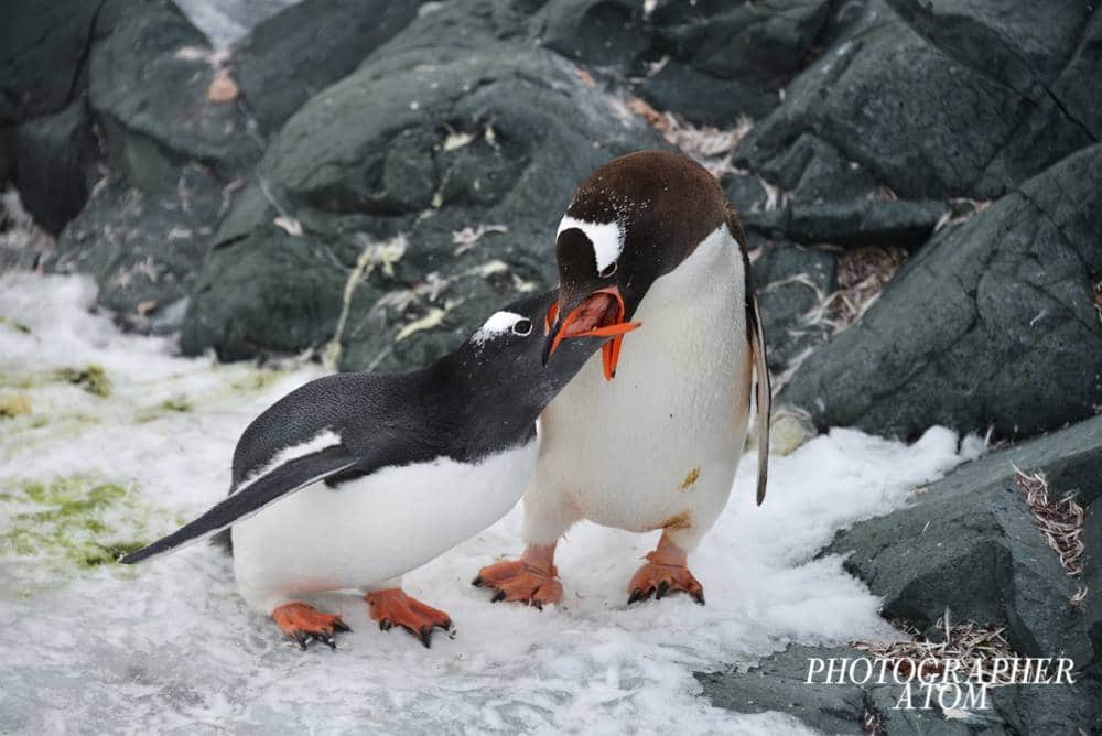 Gentoo Penguin Picture