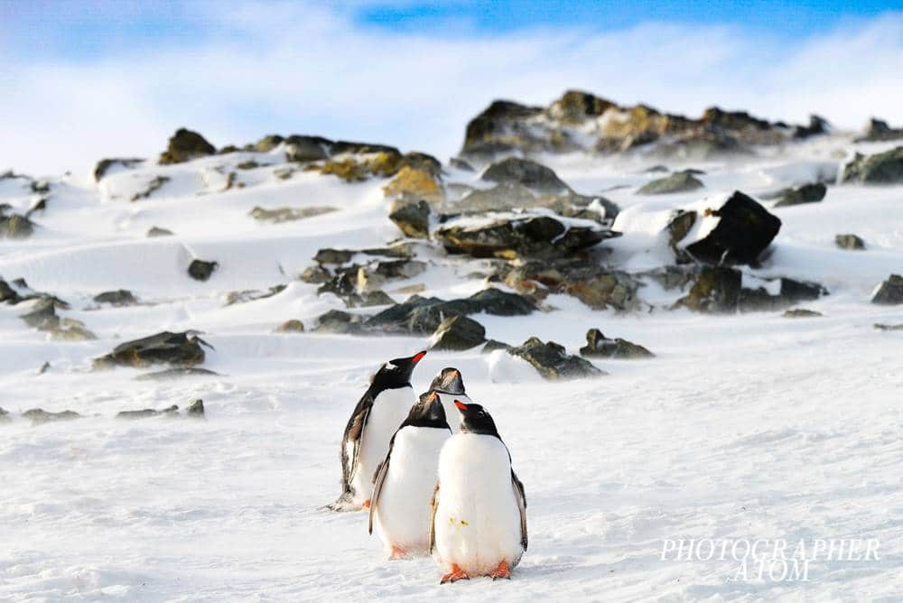 Gentoo Penguin Picture