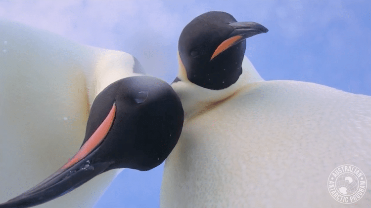 Emperor Penguin Selfie