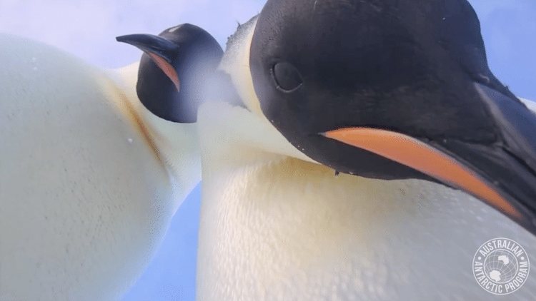 Emperor Penguin Selfie
