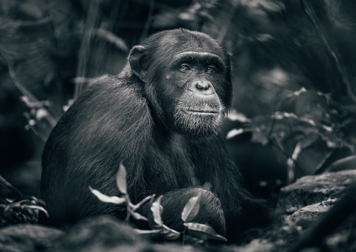 Bondo Ape Eating Leopard