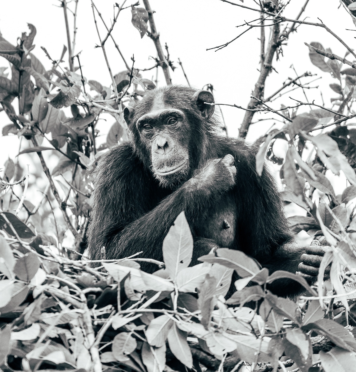 Rubondo Island Chimpanzees by George Turner