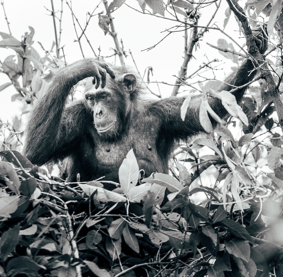 Rubondo Island Chimpanzees by George Turner