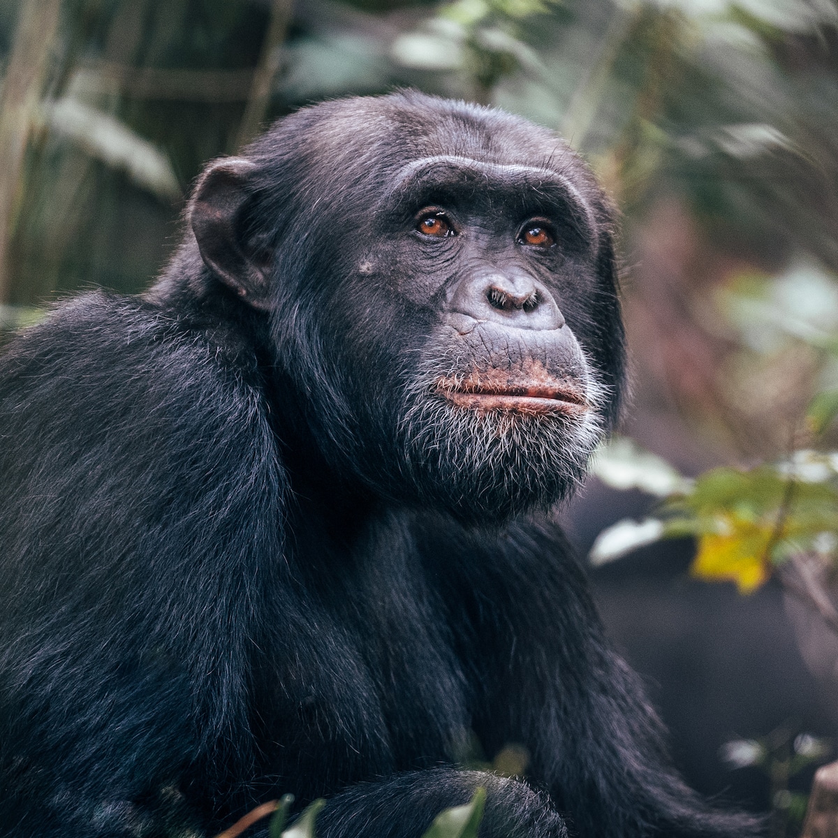 Pictures of Chimpanzees by George Turner