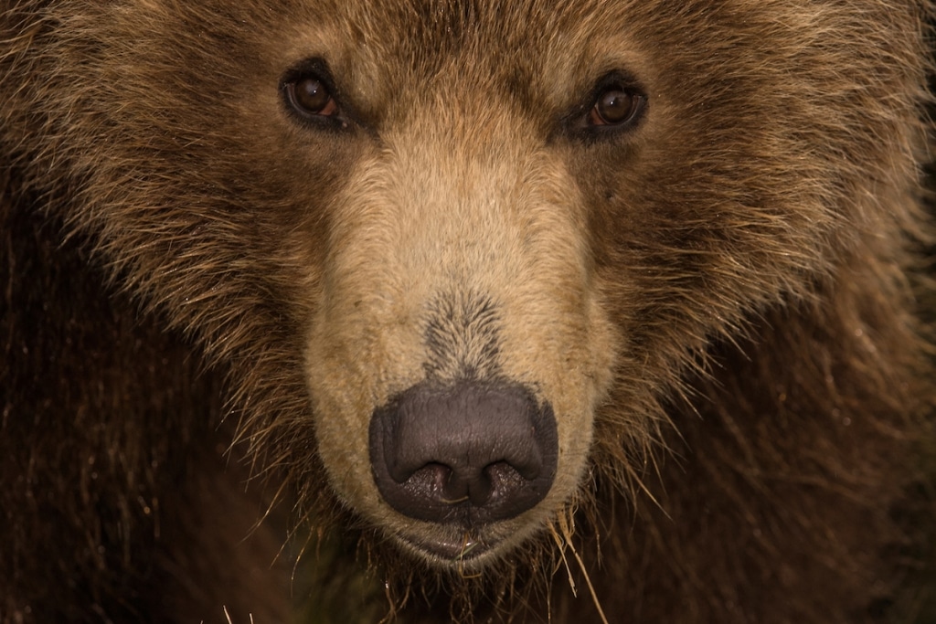 Kamachatka Brown Bear Photography by Sergey Gorshkov