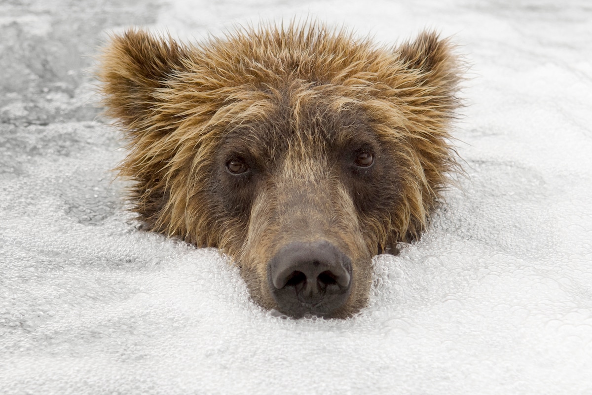 Kamchatka Brown Bears by Sergey Gorshkov