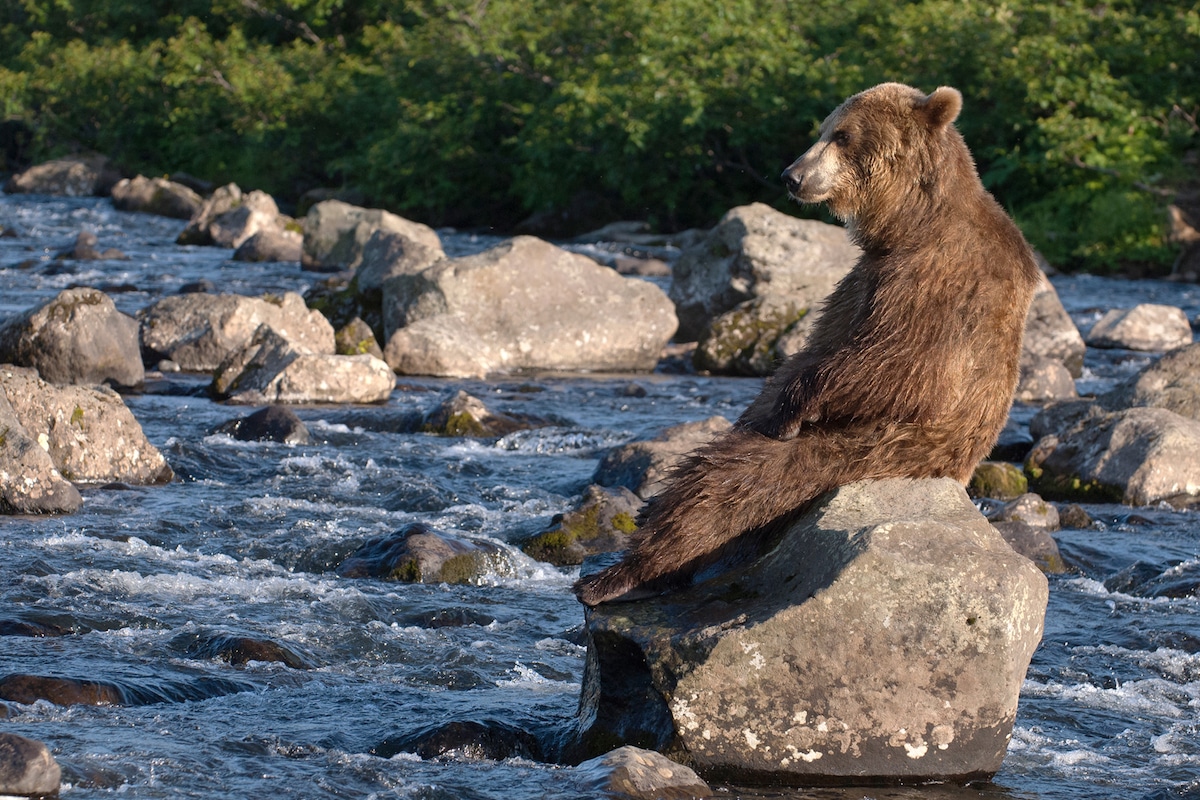 Kamchatka Brown Bears by Sergey Gorshkov