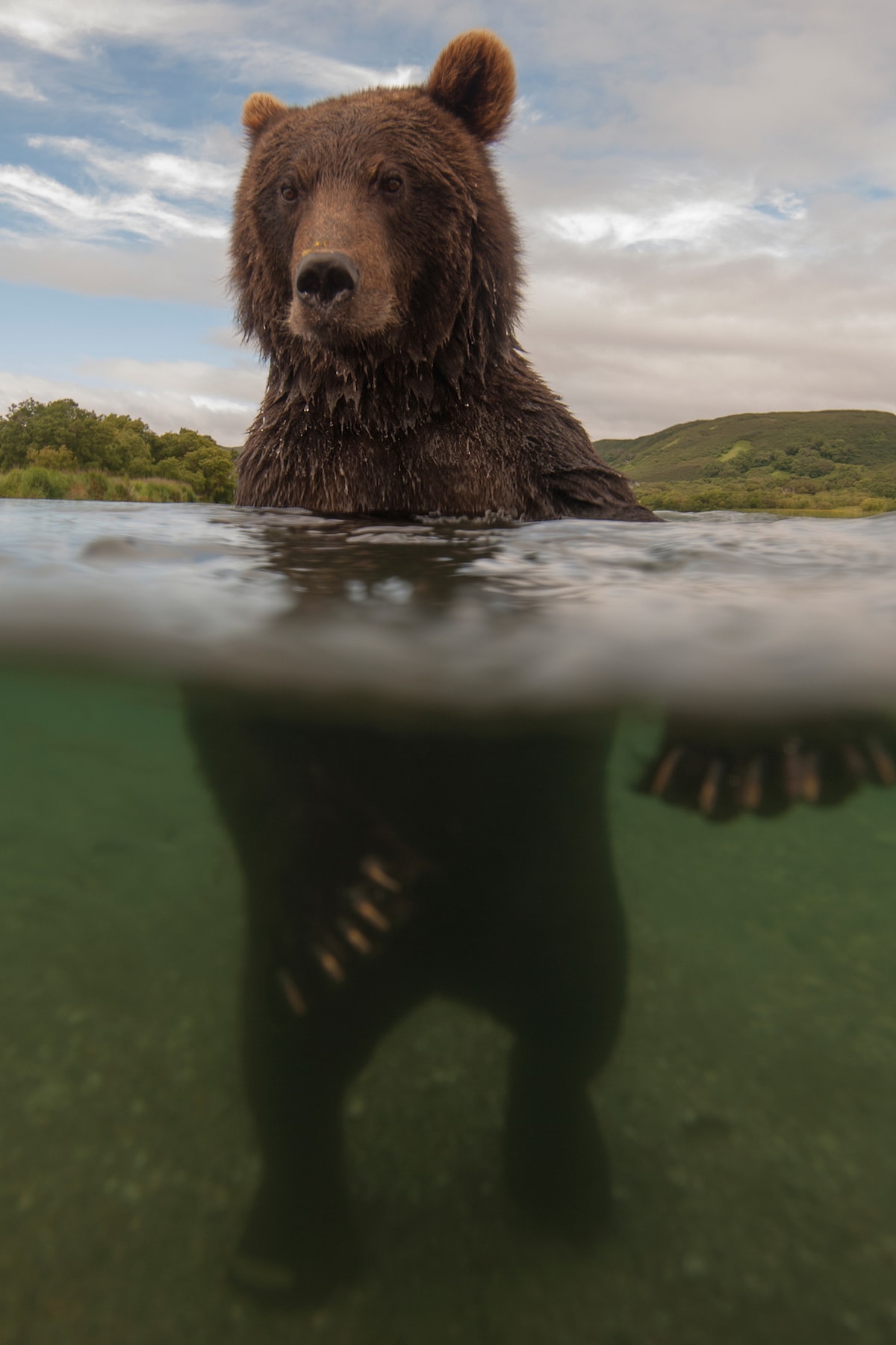 Kamchatka Brown Bears by Sergey Gorshkov