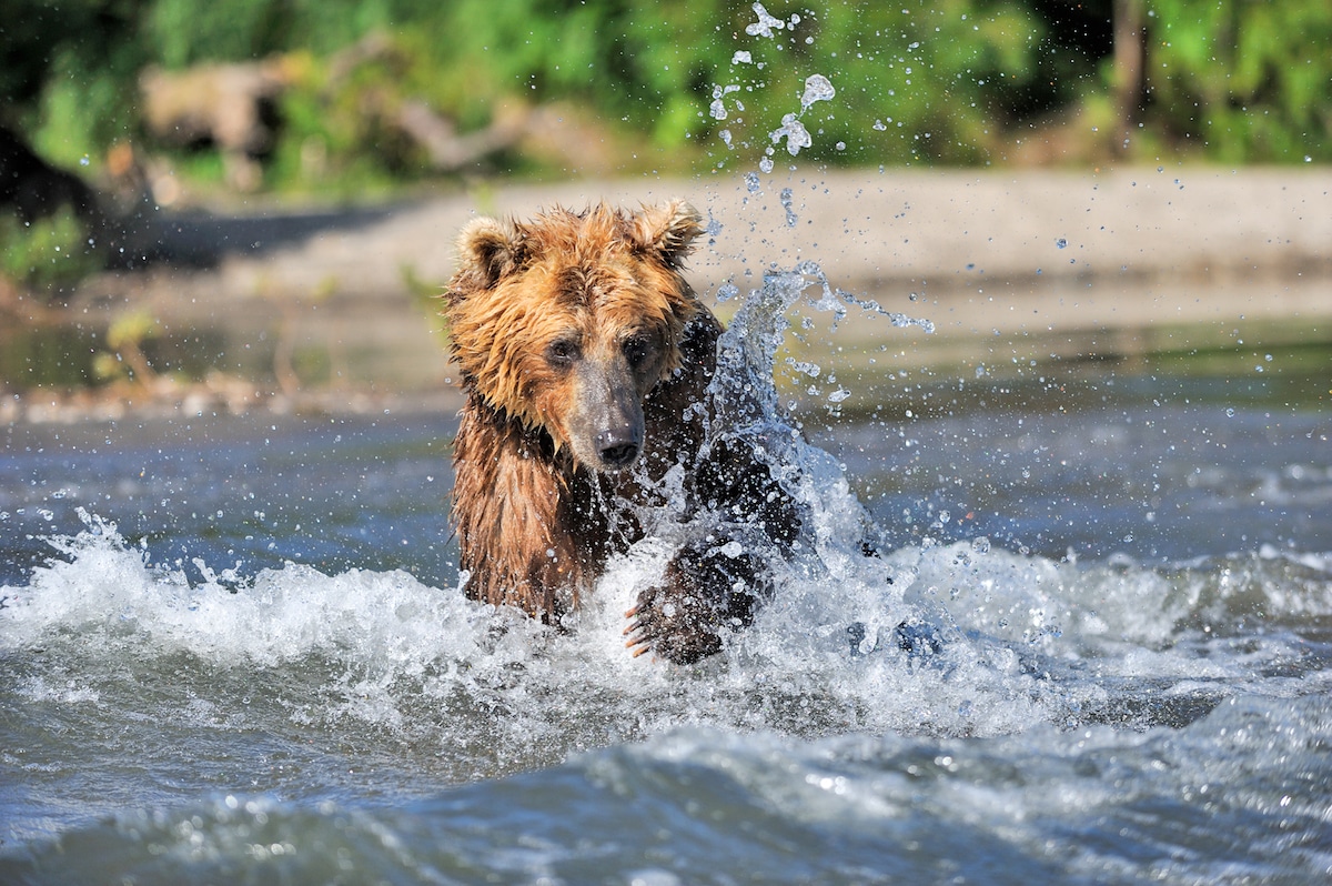 Kamachatka Brown Bear Photography by Sergey Gorshkov