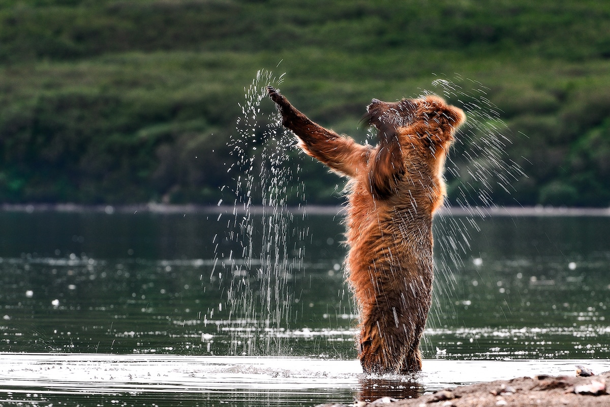 Kamchatka Brown Bears by Sergey Gorshkov