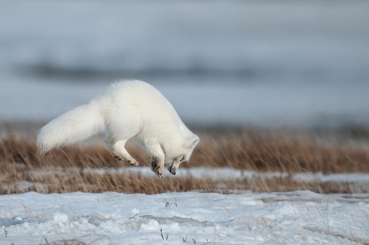 Sergey Gorshkov Arctic Fox Photography